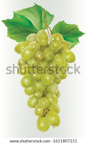 White vine bunch grapes on a transparent background. Vector mesh illustration