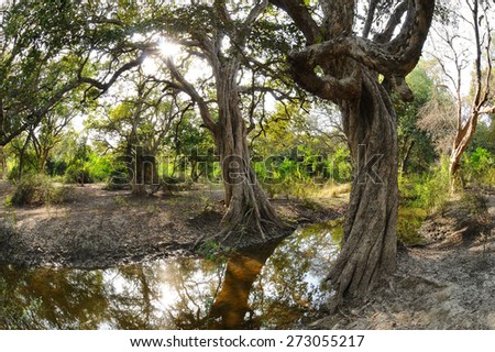 Trunks of large old trees in tropical rain forest Keoladeo National Park