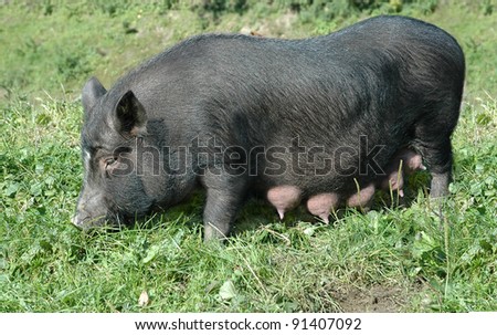 lactating female black pig on green grass