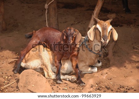 goat and goatling lying on the back of mother