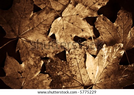 Brown beautiful vintage autumn leaves background
