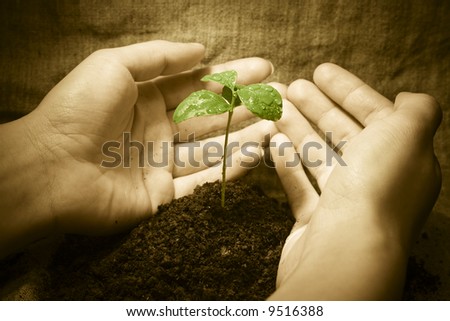 Female hands protecting a new green life. Vintage rural style image. Focus on plant