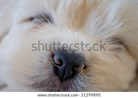 Close up of Cute Fluffy Puppy Nose