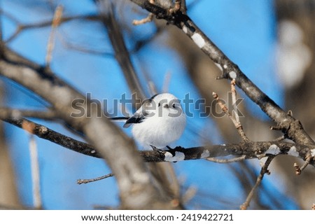 Similar – Foto Bild Schwanzmeise im Sonnenschein