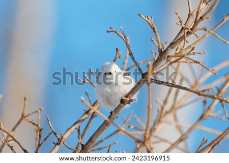 Similar – Foto Bild Schwanzmeise im Sonnenschein