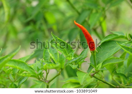 Red chili peppers on the plant.