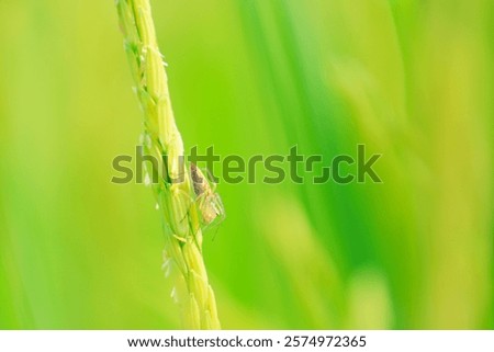 Similar – Image, Stock Photo Close-up of green panicle hydrangea against a blue background