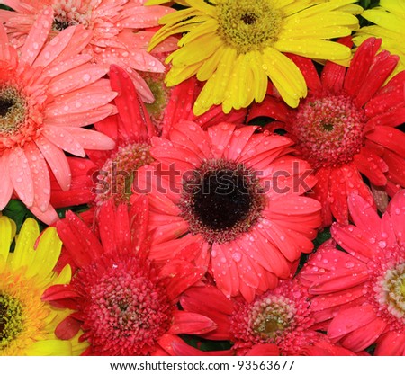 Many daisy flower background