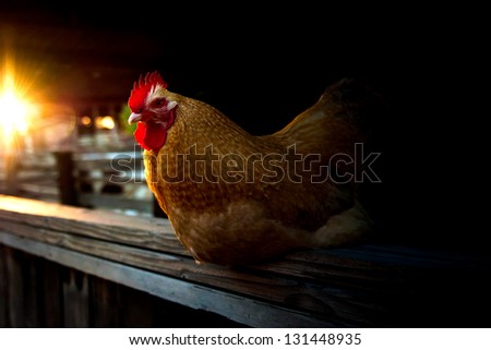 Young Lemon Cuckoo Orpington Rooster perched on horse stall at sunset
