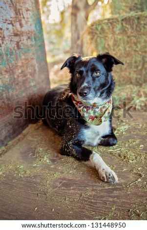 Border Collie laying on truck bed in hay barn