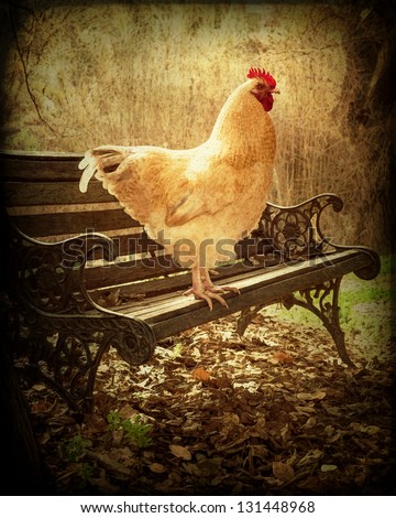 Textured Young Lemon Cuckoo Orpington Rooster perched on park bench in woods