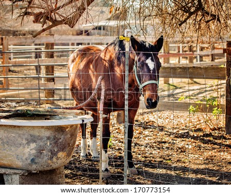 Horse standing in shade behind fence by old bath tub