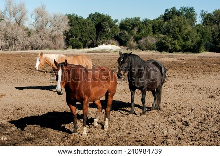 Quarter Horse Gelding sleeping in sun with two mares