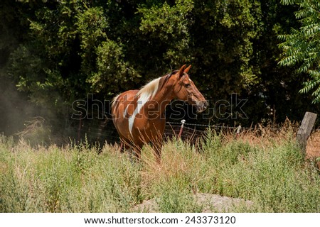 Paint Horse Mare in Pasture