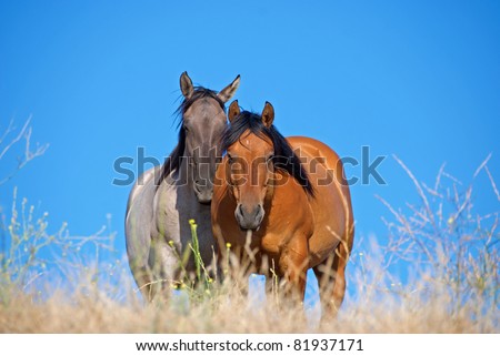 Bay Quarter Horse Gelding and Grulla Quarter Horse Mare in Pasture