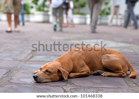 The red homeless dog lies in the street against indifferent people