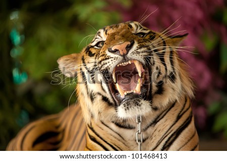 The big red tiger growls. Show the Thai zoo.