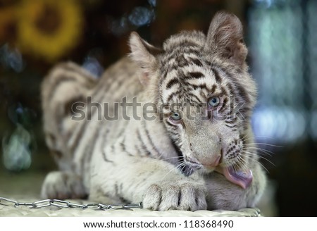 the small white tiger cub licks a paw. doff