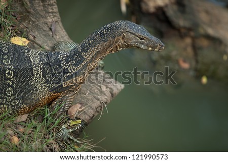 the big monitor lizard lies on a grass. closely to water