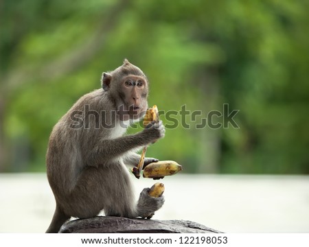 the monkey holds three bananas in paws. the scared looks around