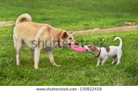 big and small dog bear pink frisbee