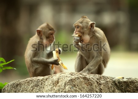 two monkeys sit on a stone. eats bananas