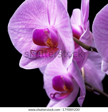 bouquet of magenta orchids is isolated on black background