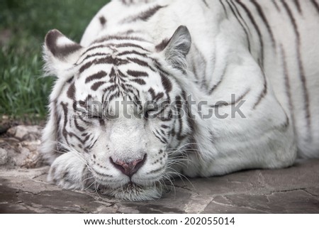 white tiger full face portrait. sleep
