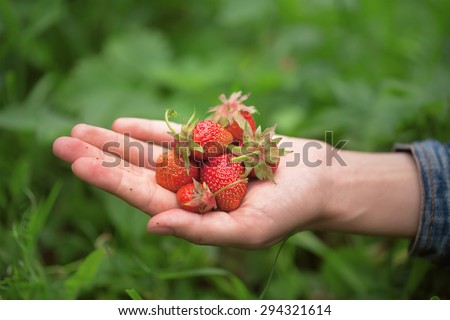 a handful of delicious ripe strawberries in hand on green grass background
