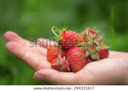 a handful of delicious ripe strawberries in hand on green grass background