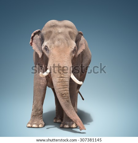 big elephant standing on a blue background