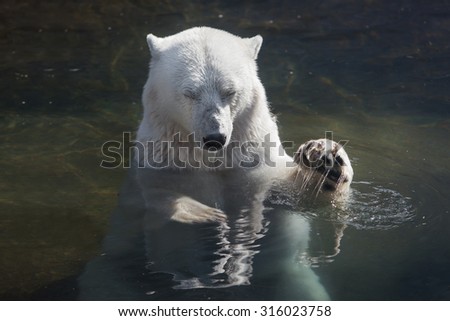 big polar bear swimming in the water. resting with closed his eyes .He raised his paw to the top
