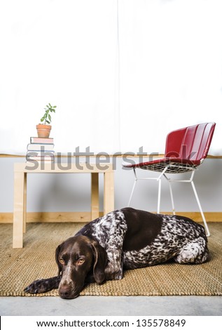 adorable dog laying down on a rug