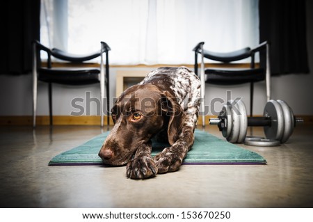 a cute dog on a workout mat