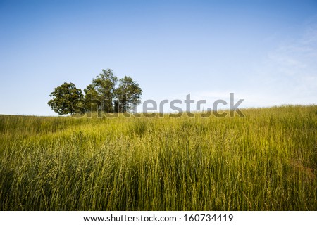 a field of grass and one lone tree