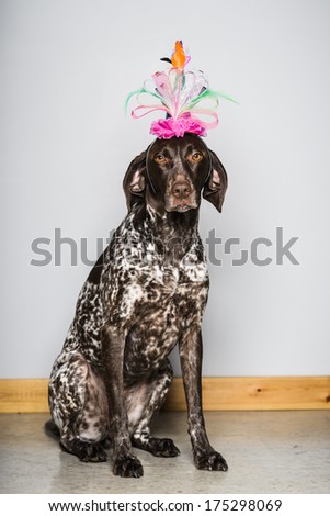 a sad looking dog wearing a birthday hat