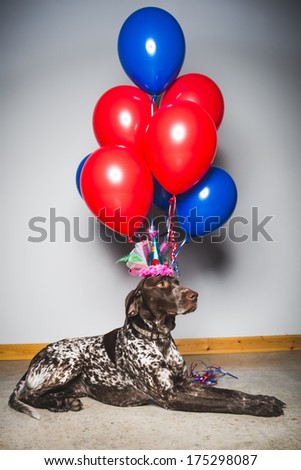 a purebred dog with a birthday hat and balloons
