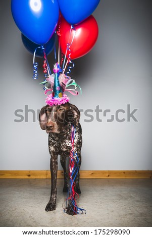 a purebred dog looking sad at a birthday party