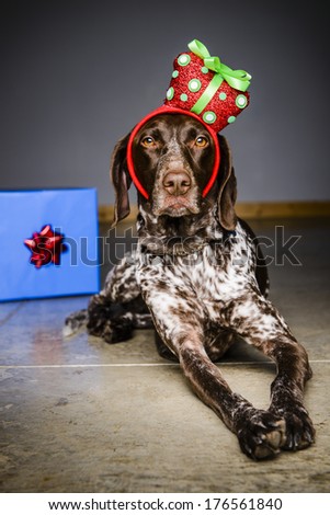 a sad looking dog wearing a funny party hat