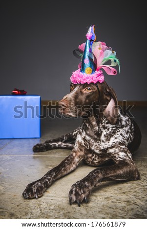 a sad looking dog wearing a party hat