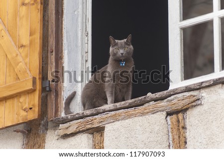 Cat sitting on the window and looking over the town