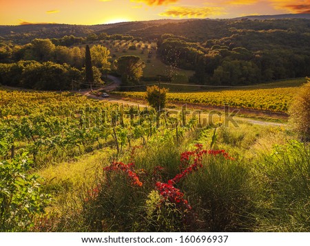 Tuscany, Italy - Vineyard Landscape
