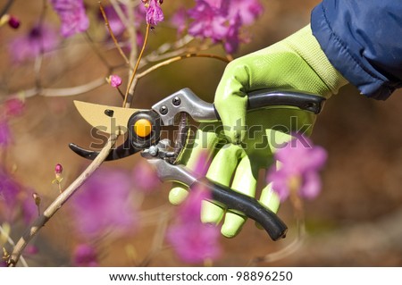 pruning shrubs with sharp pruners