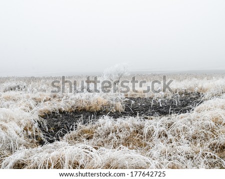 Frozen grass and tree in winter with a burned zone in foreground.