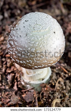 Macro of a panther cap, a poisonous mushroom. Shallow depth of field.