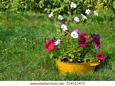 ideas for garden - flowers in old wash-basin