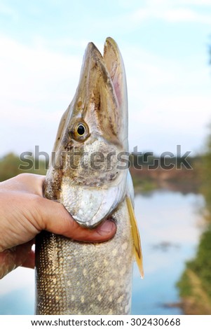 caught pike in Ã�Â° hand of a fisherman