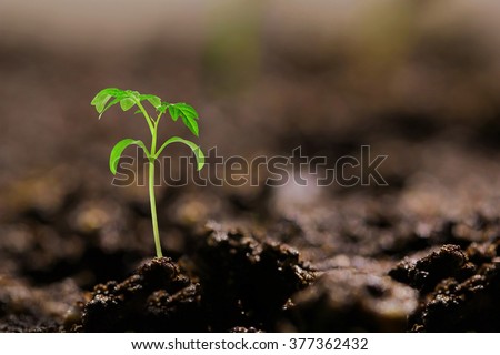 Similar – Foto Bild Eine kleine Tomatenpflanze mit einigen Blättern