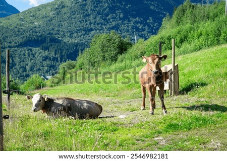 Similar – Foto Bild Stardalen, Skei I Jolster, Jostedalsbreen National Park, Norwegen. Beautiful Sky After Rain With Rainbow Above Norwegian Rural Landscape. Landwirtschaft und Wettervorhersage Konzept