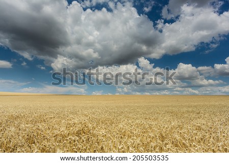 Field with cereal plants and cumulus clouds